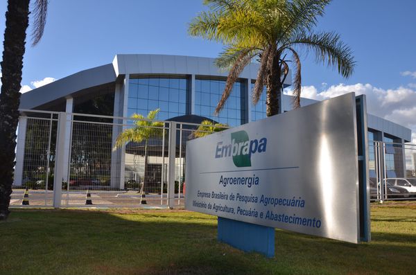 Valorização da Macaúba
